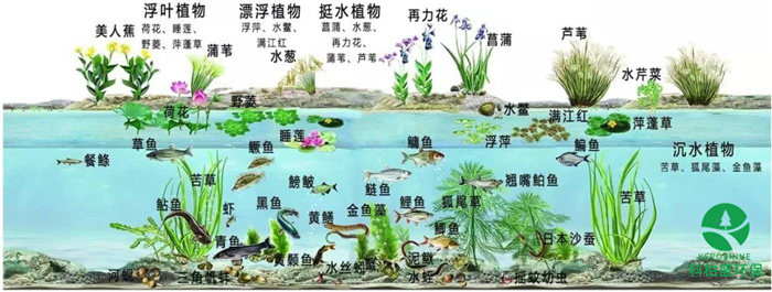 99久久久无码国产精品性