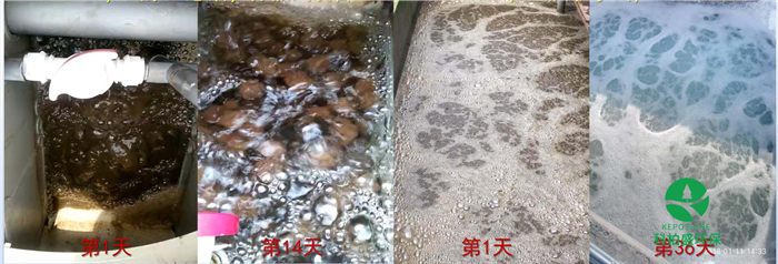 99久久久无码国产精品性